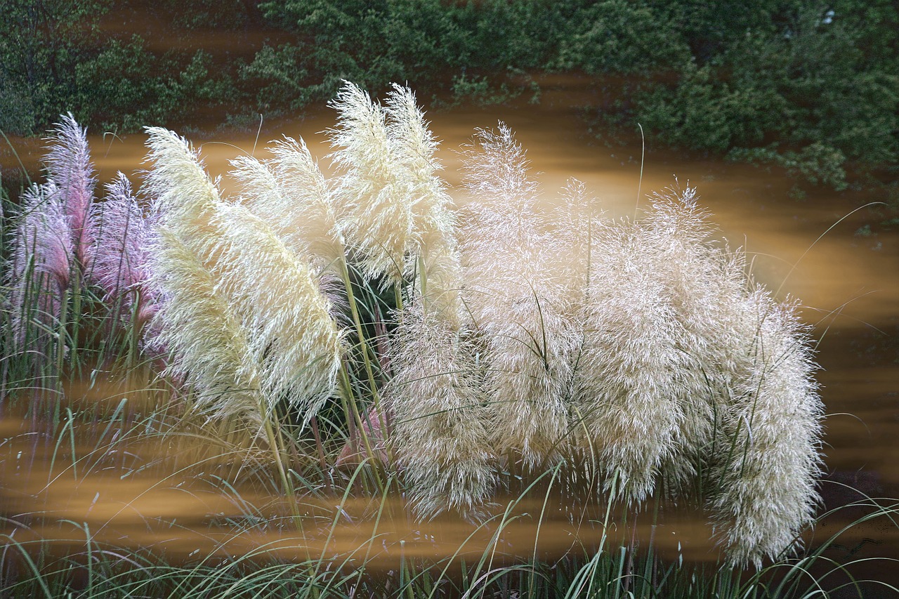 grass ornamental featherly free photo