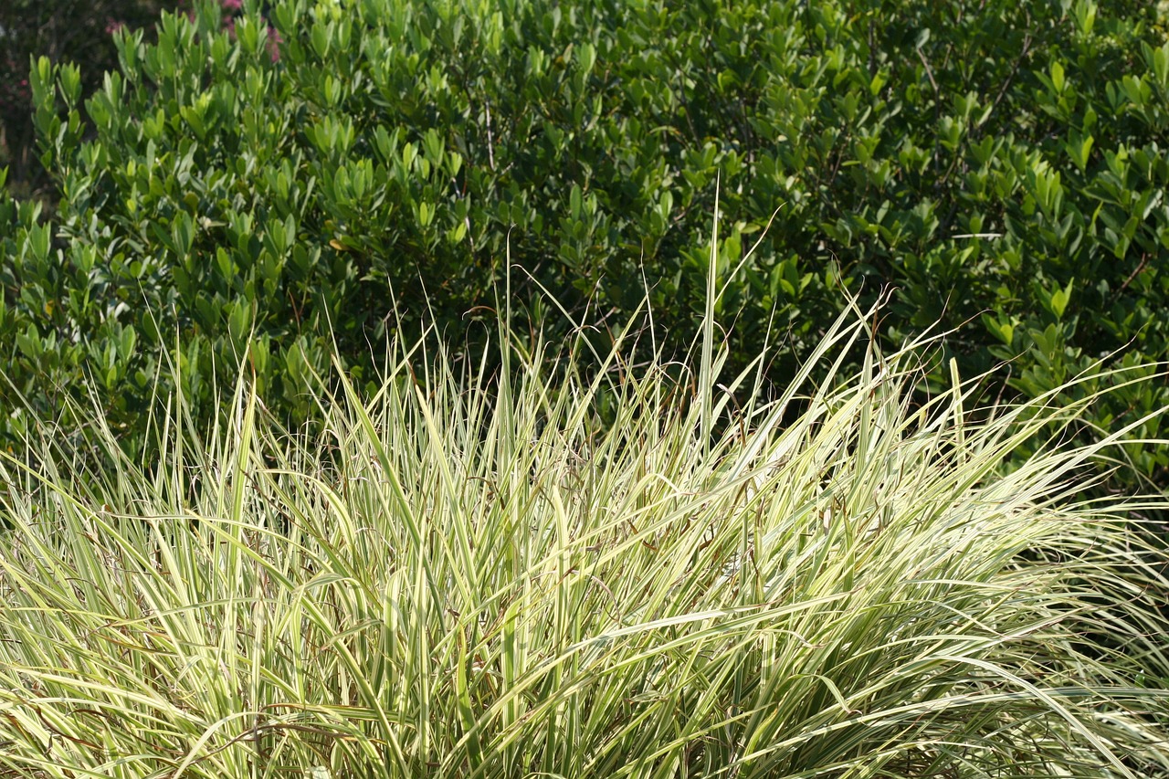 grass shrubbery nature free photo