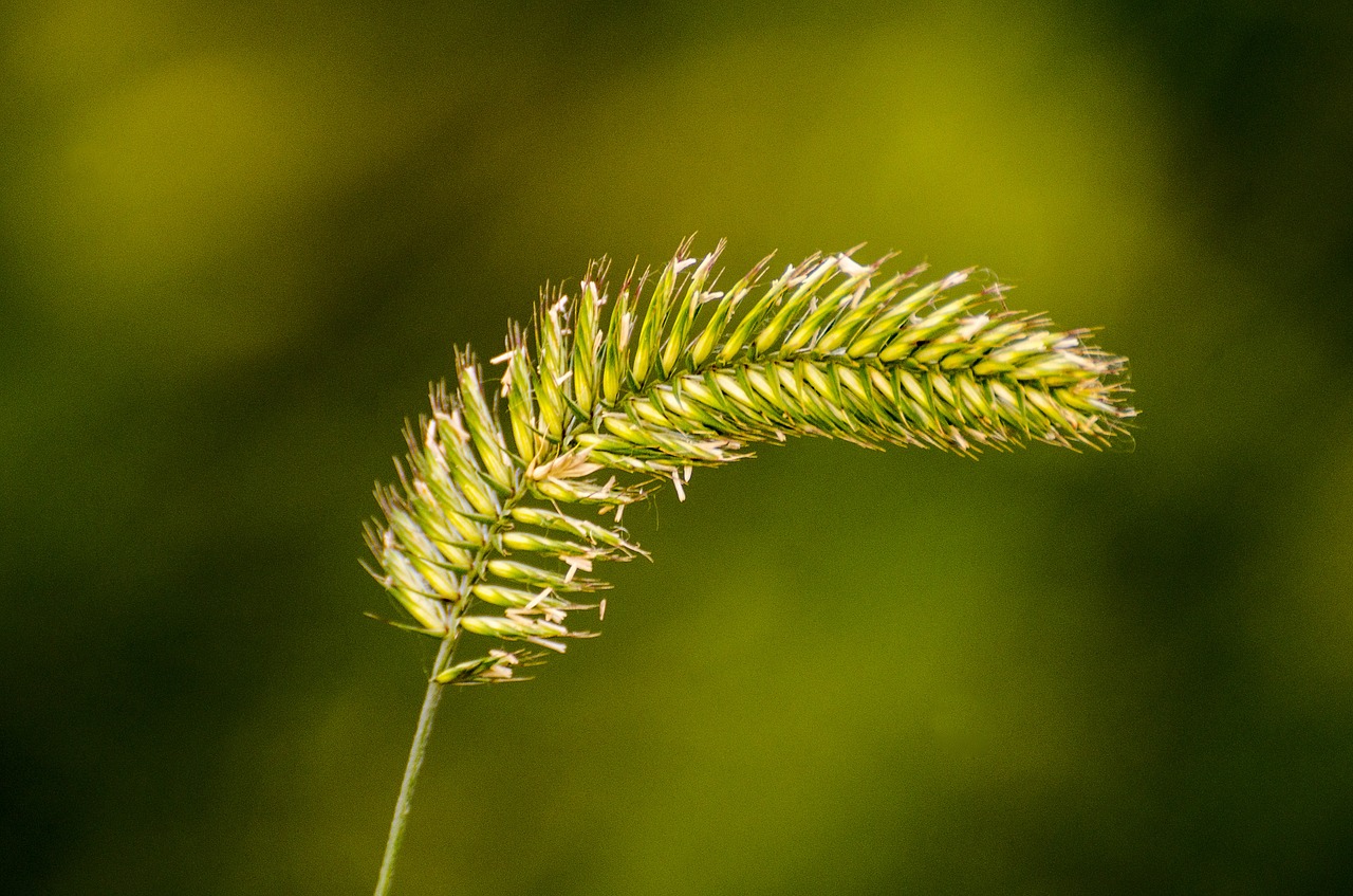 weeds seed grass free photo