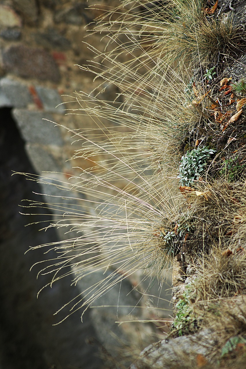 grass dry nature free photo