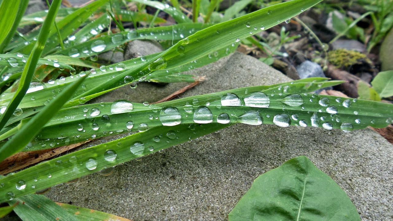 grass dewdrops water free photo
