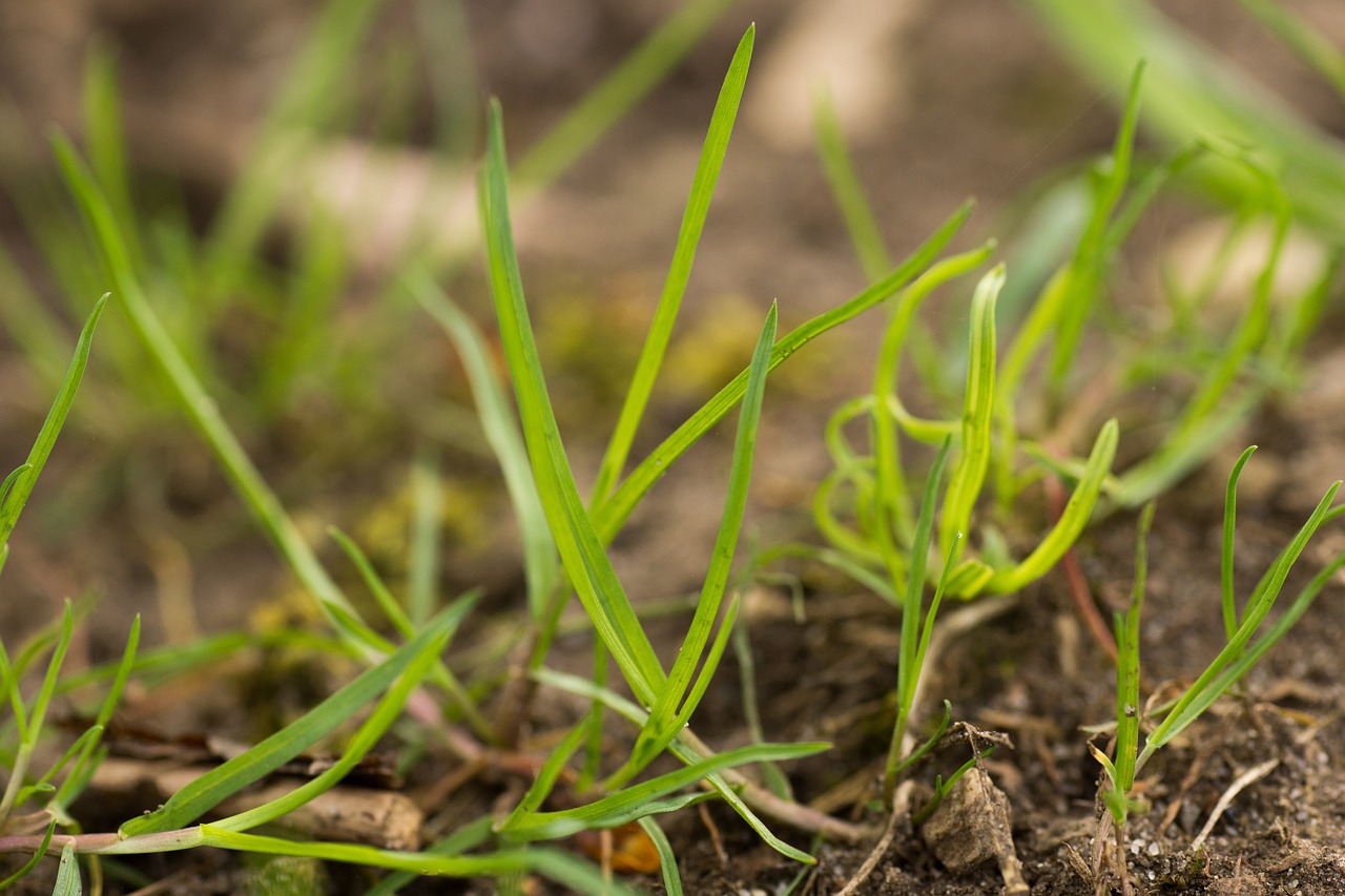 grass young approach free photo