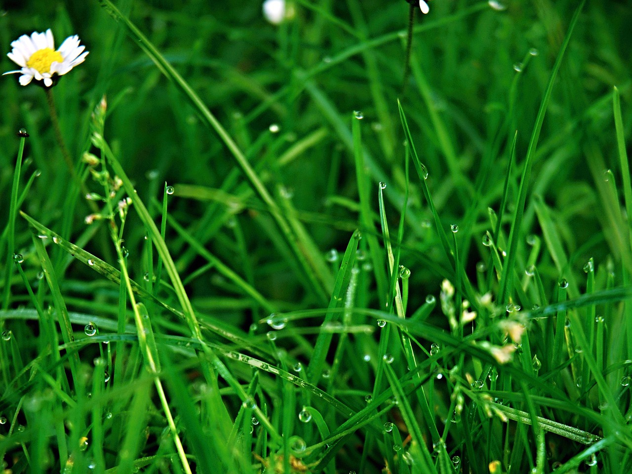 grass green dew free photo