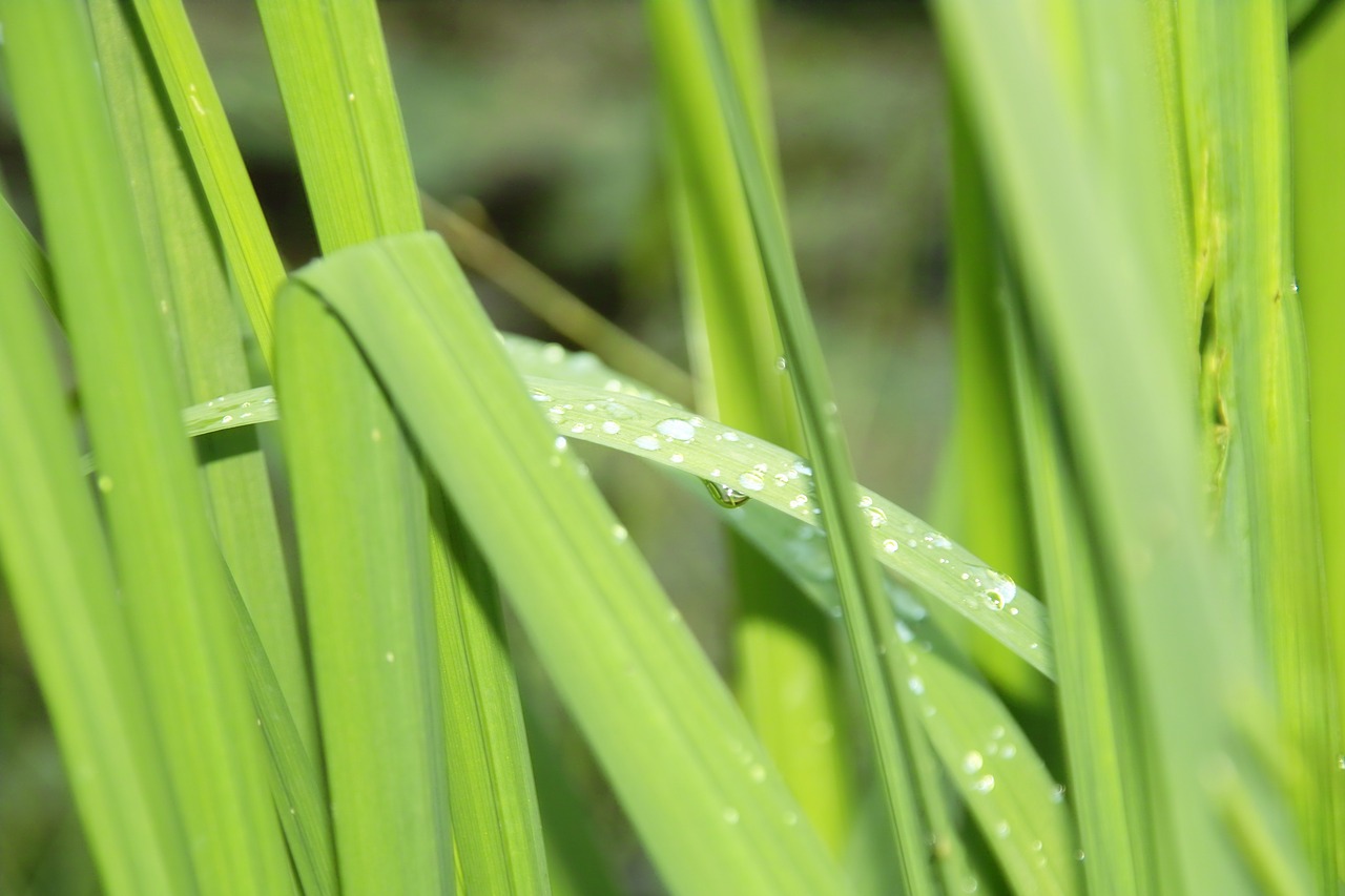 grass nature green free photo