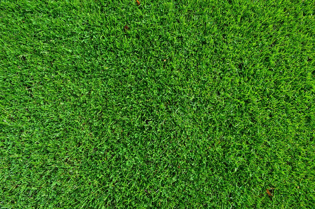 grass turf lawn free photo