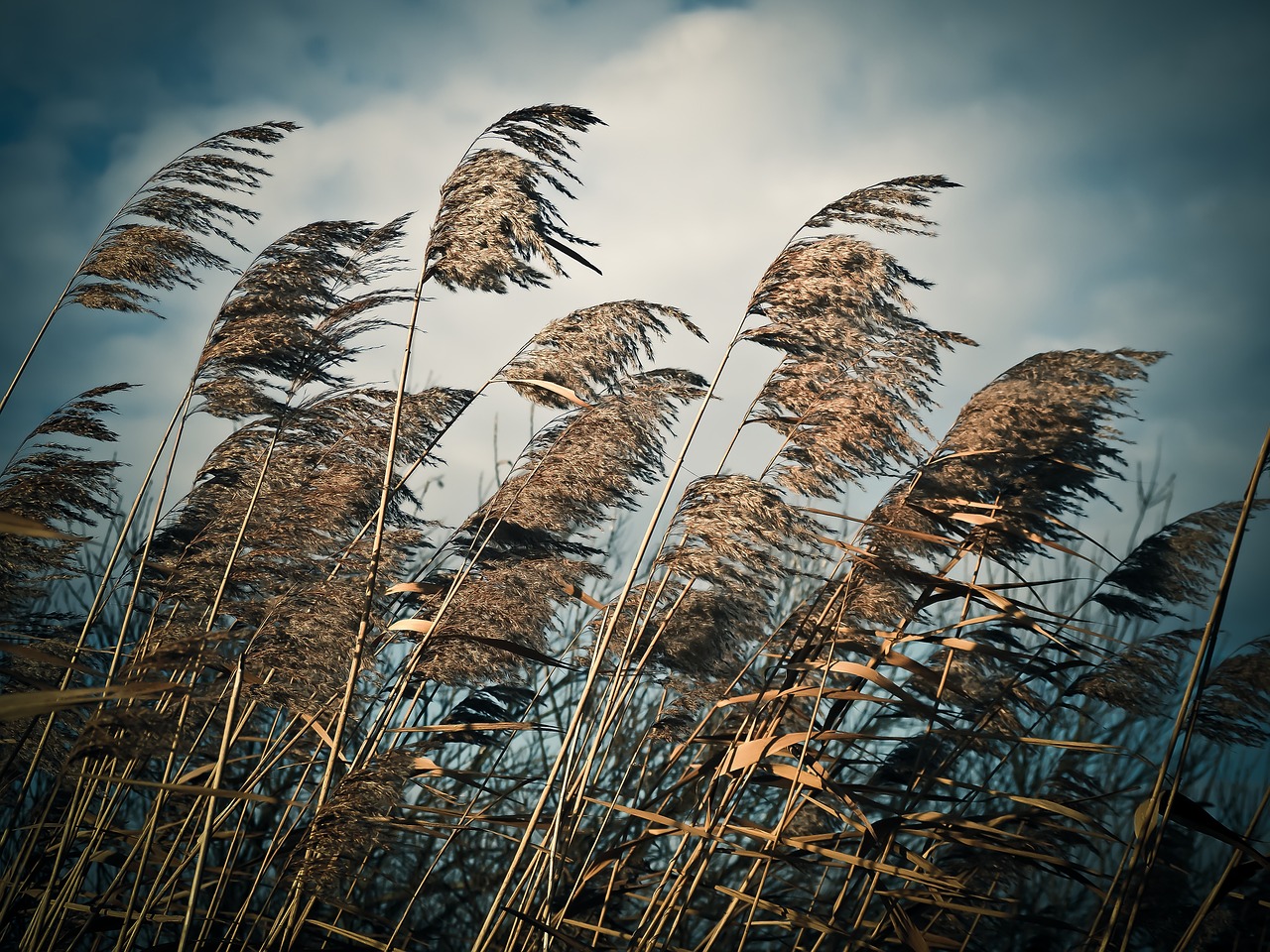 reed grass nature free photo