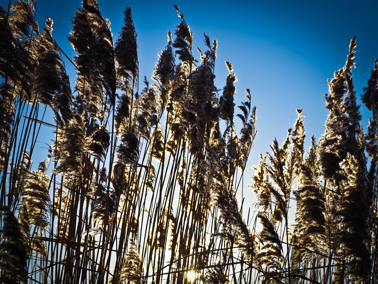 reed grass nature free photo