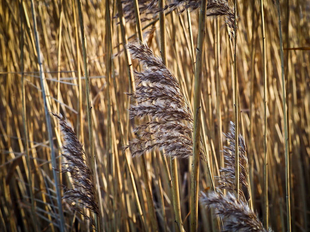 reed grass nature free photo