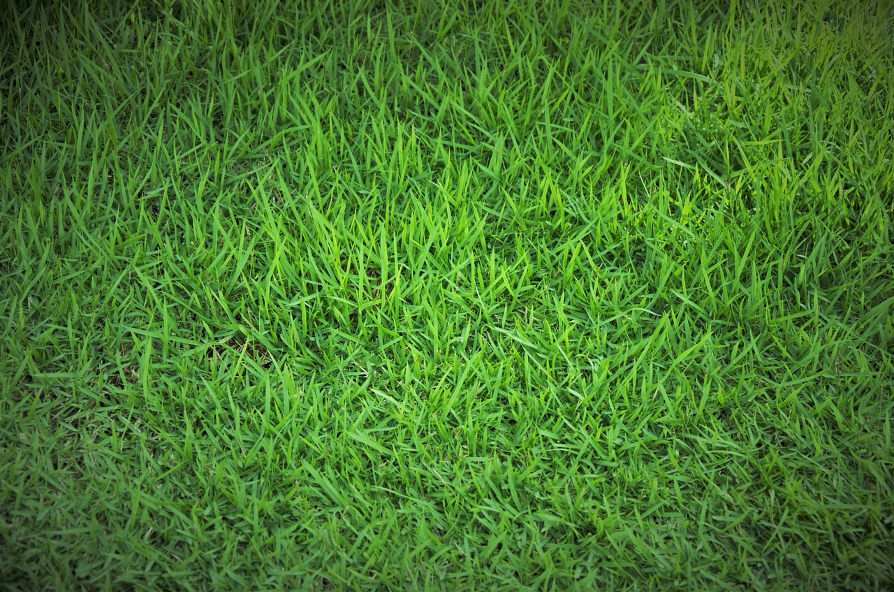 grass green grass lawn free photo