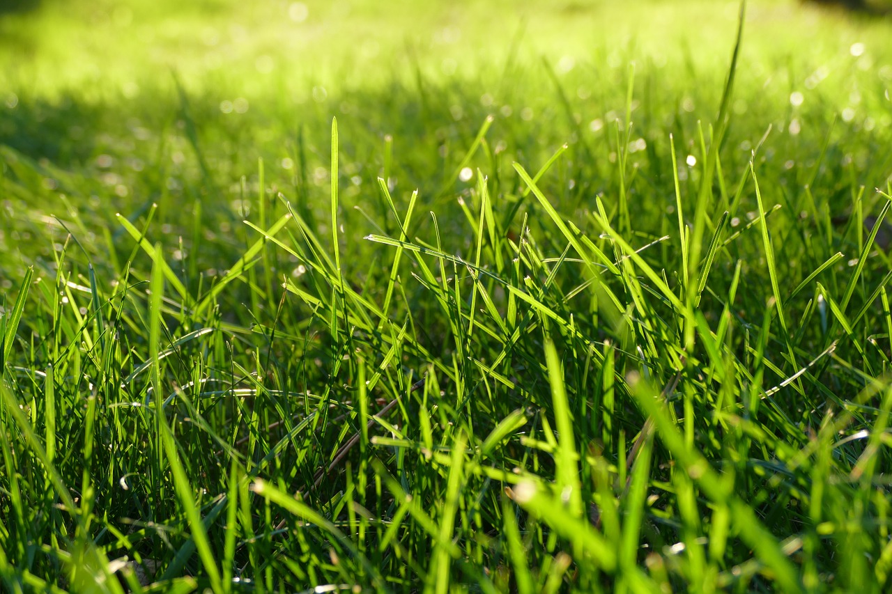 grass blades green free photo