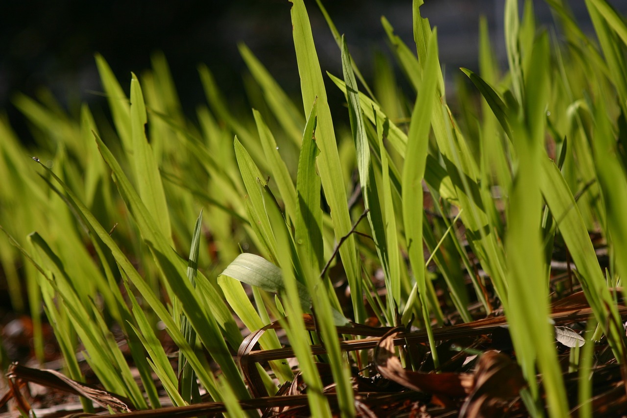 grass spring outdoor free photo