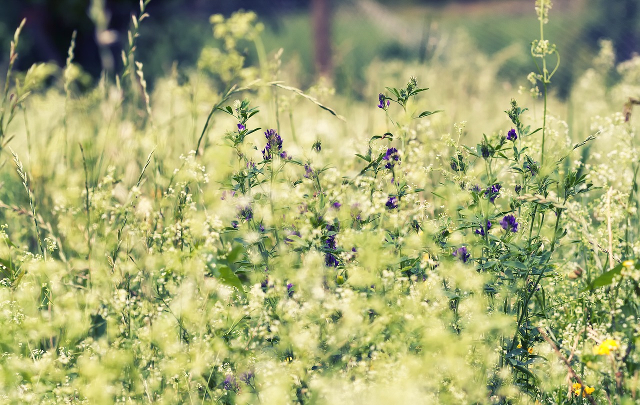 grass field flowers free photo