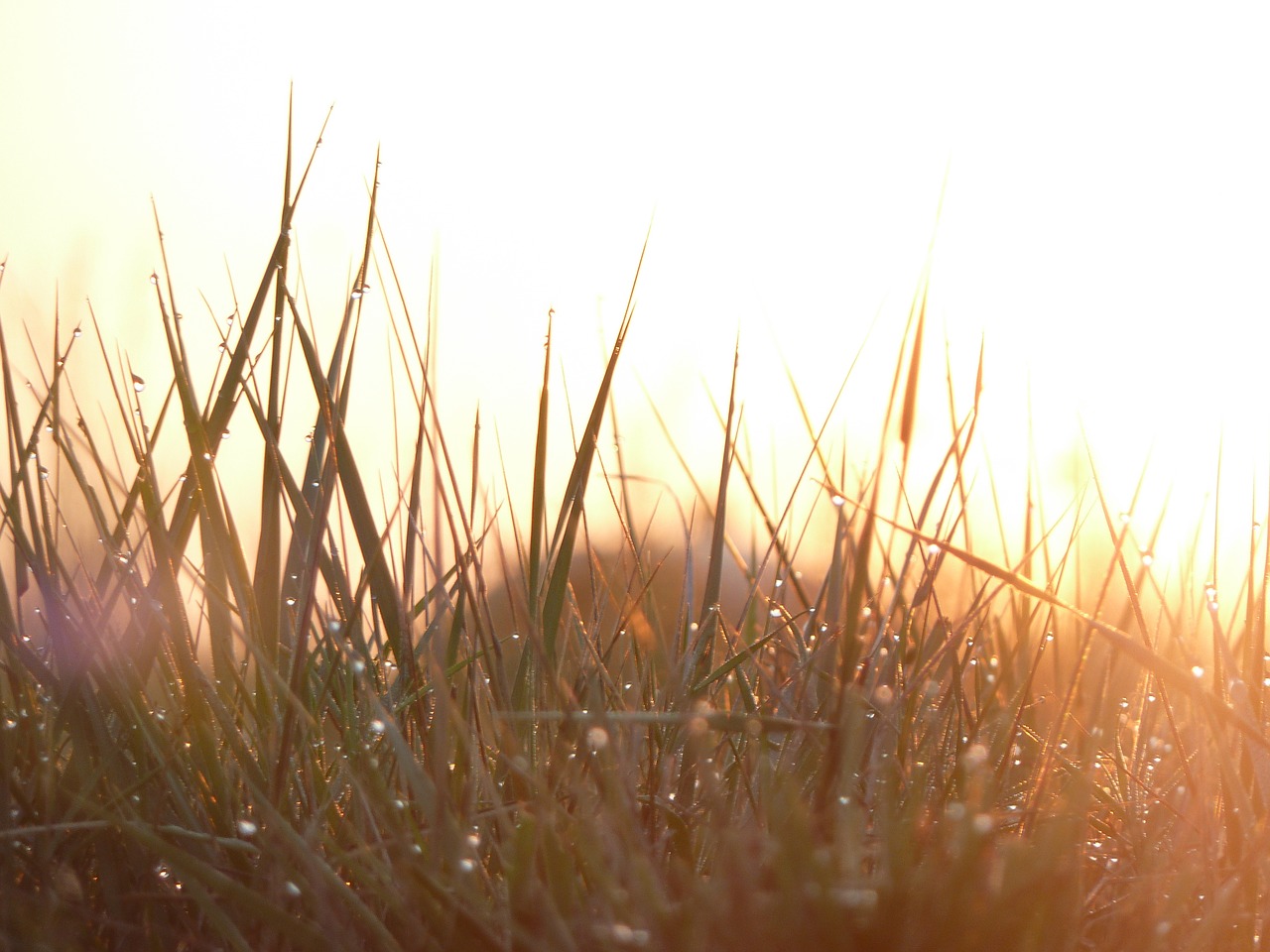 grass morning dew free photo