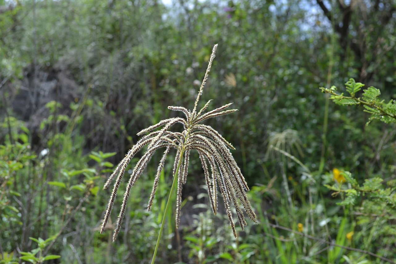 grass flower seeds free photo