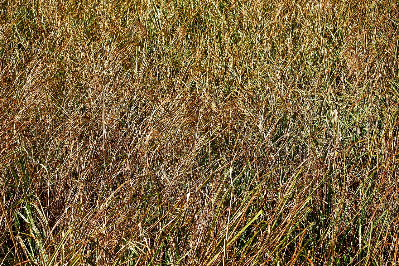 grass field nature free photo