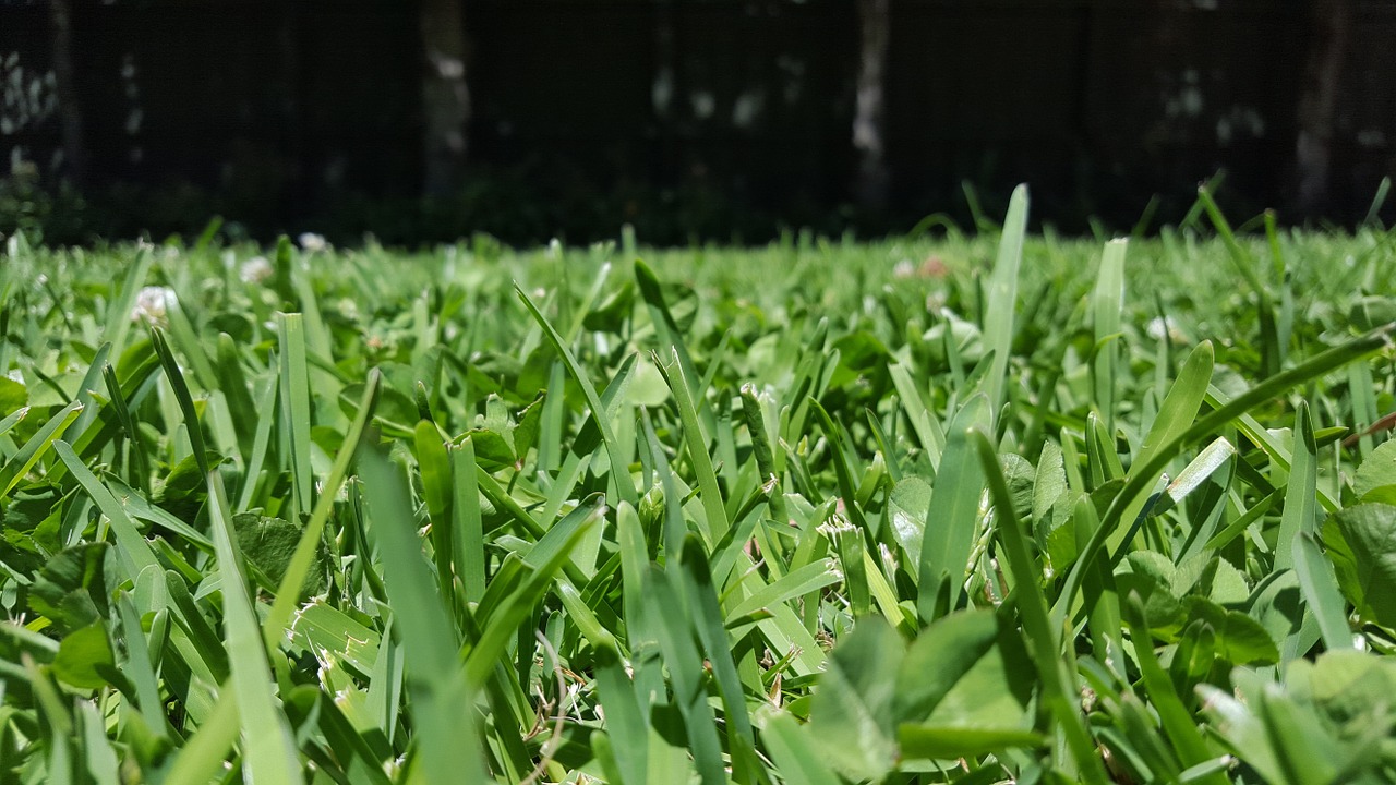 grass green perspective free photo