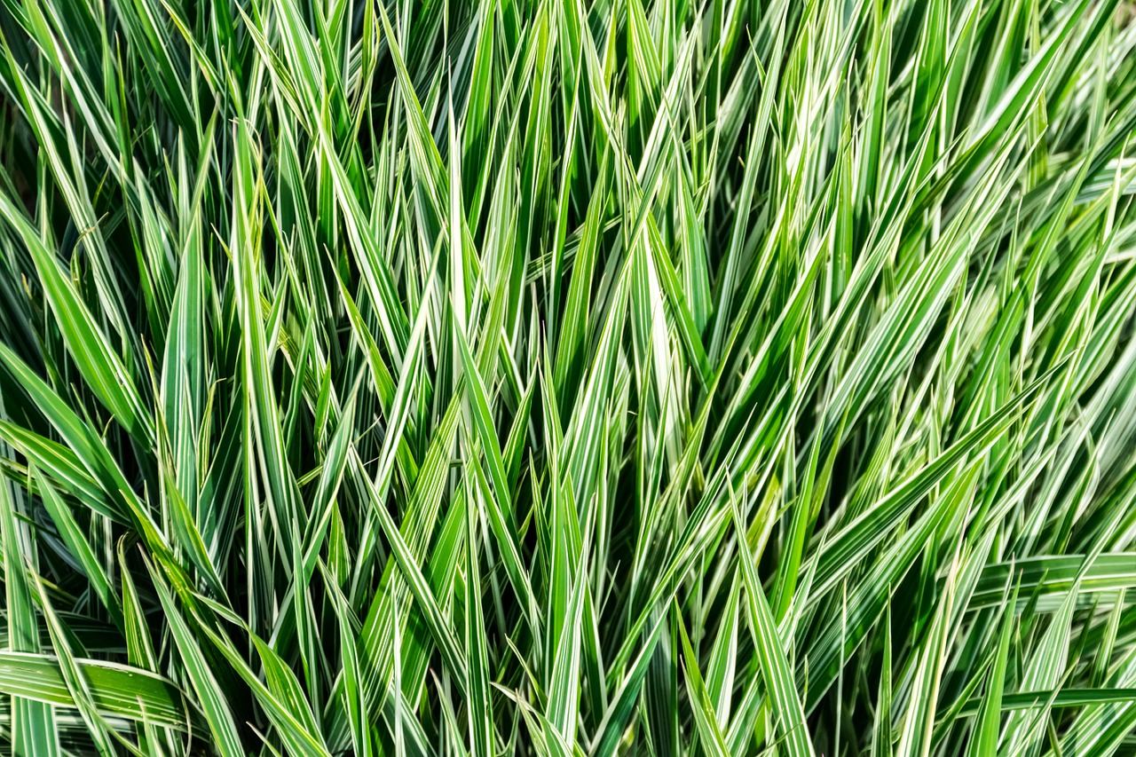 grass rod lawn free photo