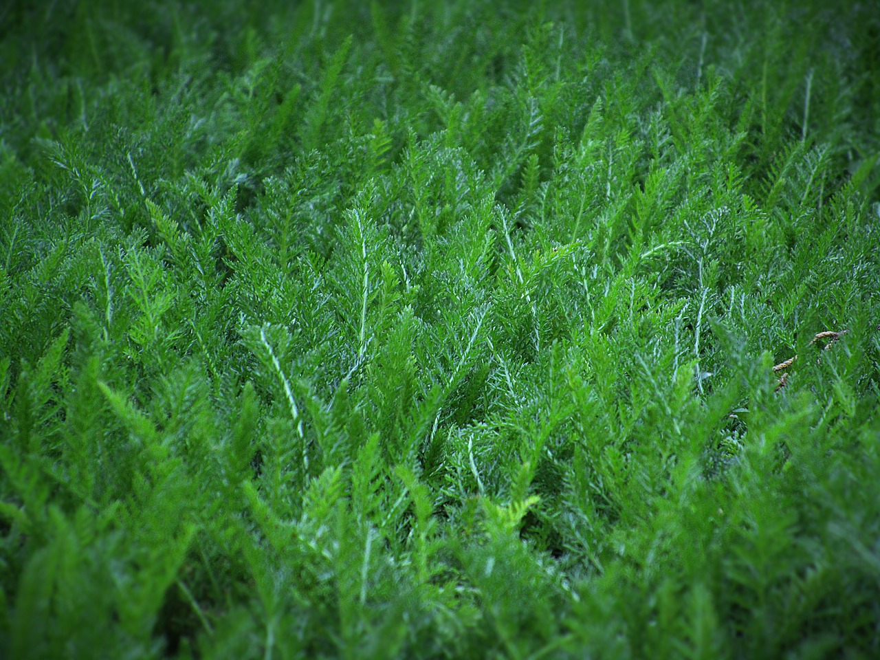 grass leaves green free photo