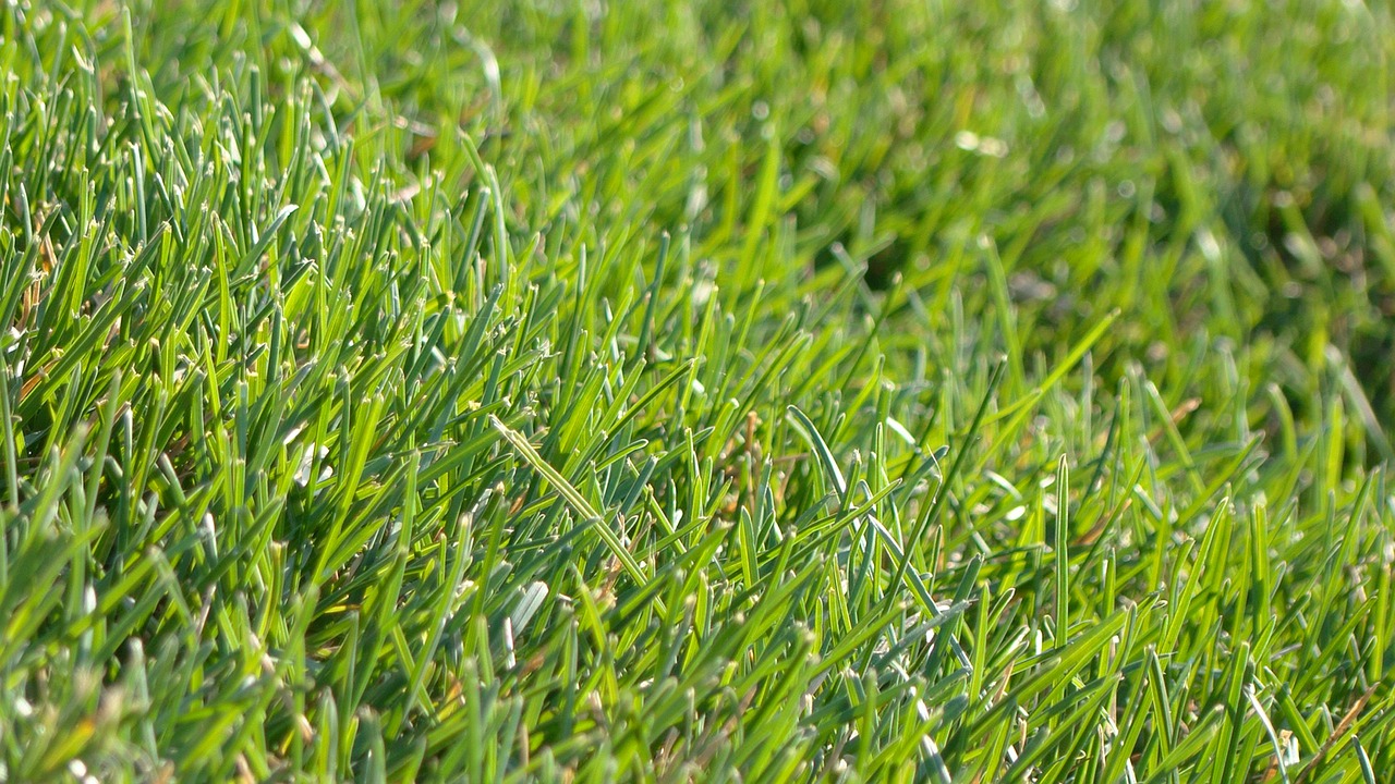 grass green green grass free photo