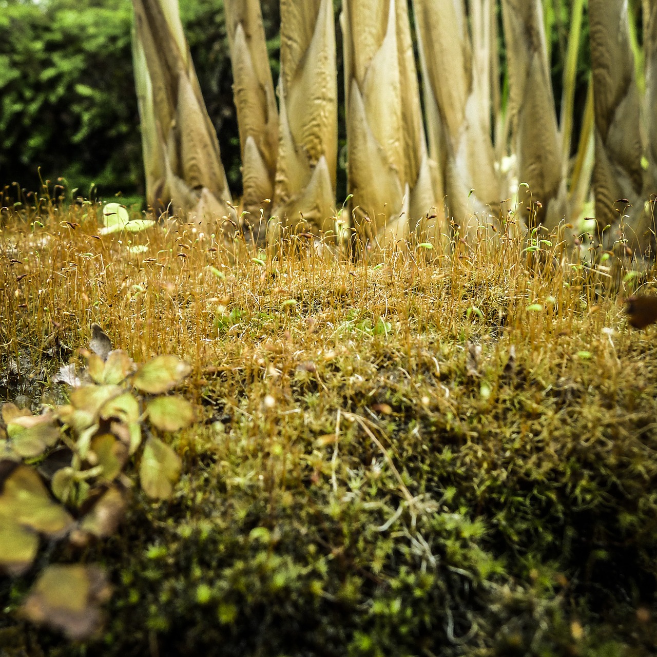 grass spring nature free photo