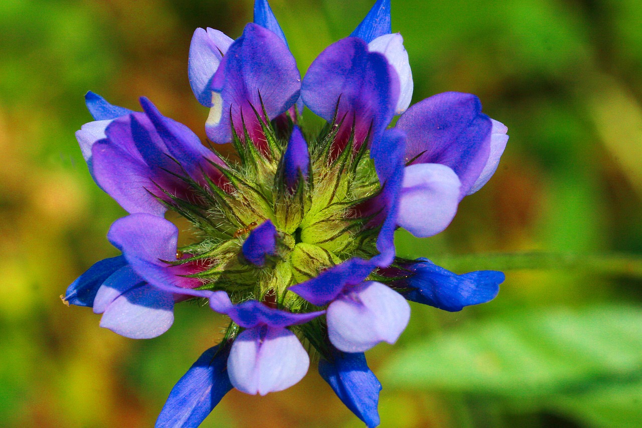 grass flower wild free photo