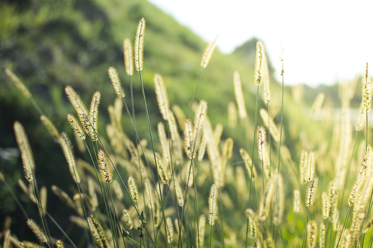 grass green wild grass free photo