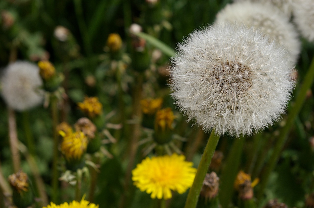 grass weed plant free photo