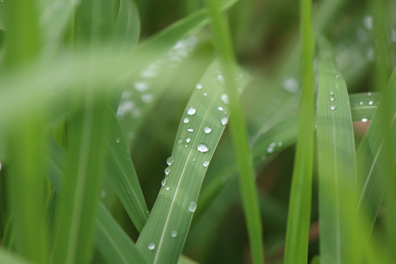 grass nature rain free photo