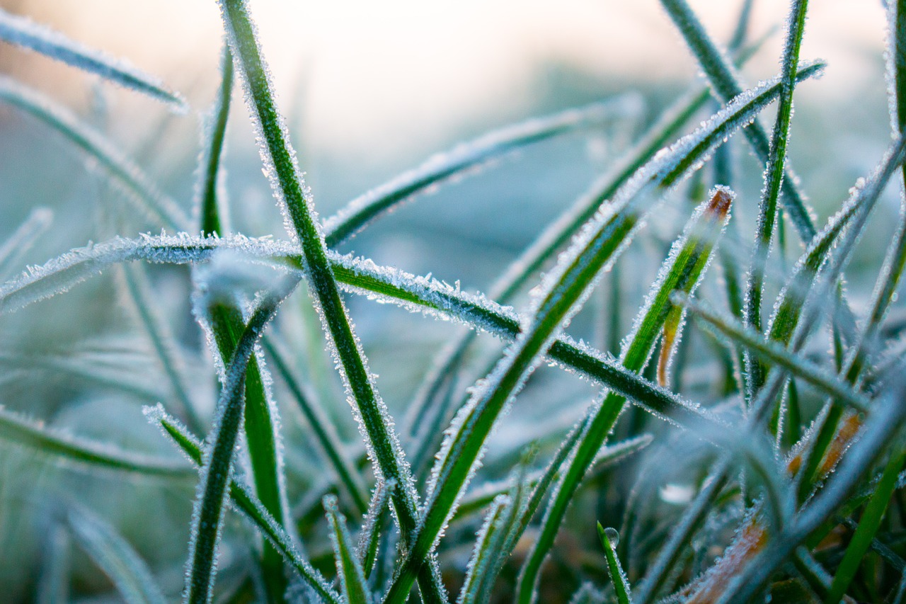 grass ice crystal free photo