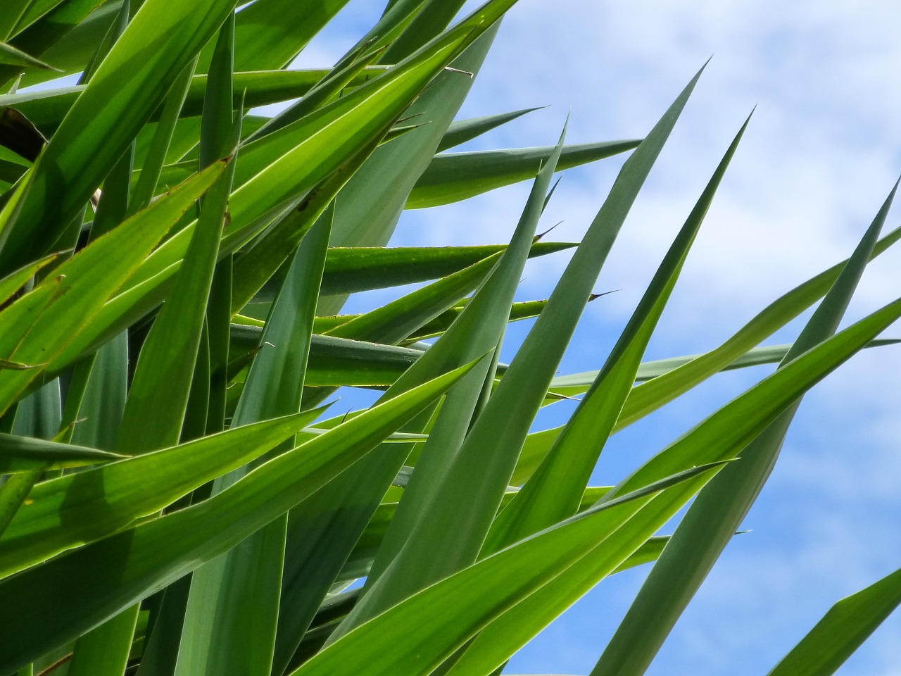 grass green nature free photo