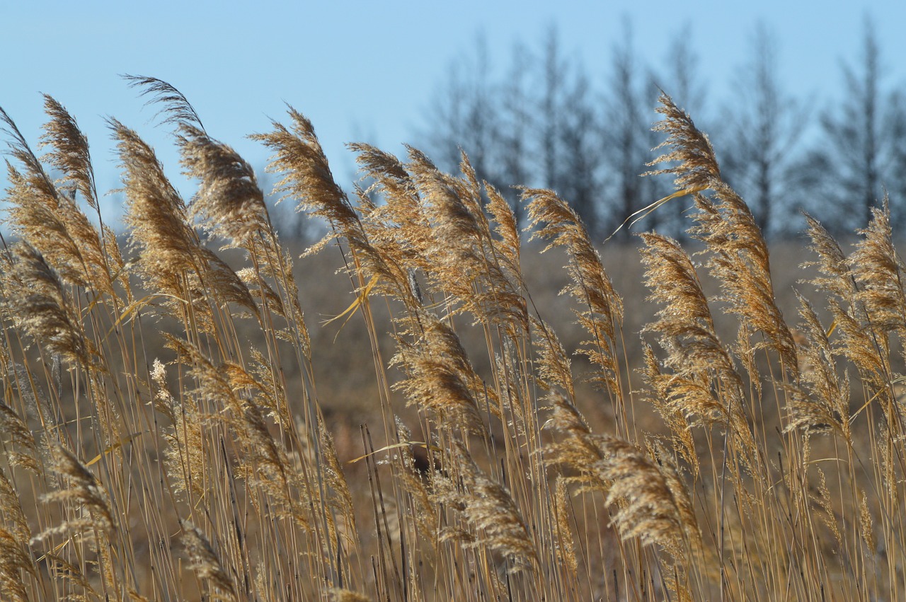 grass prairie field free photo