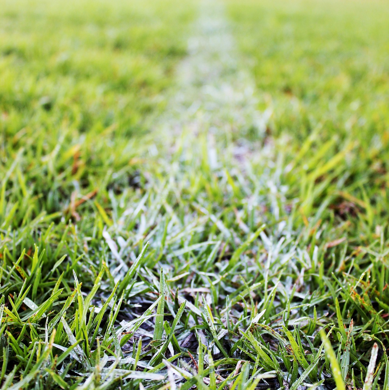 grass field football free photo