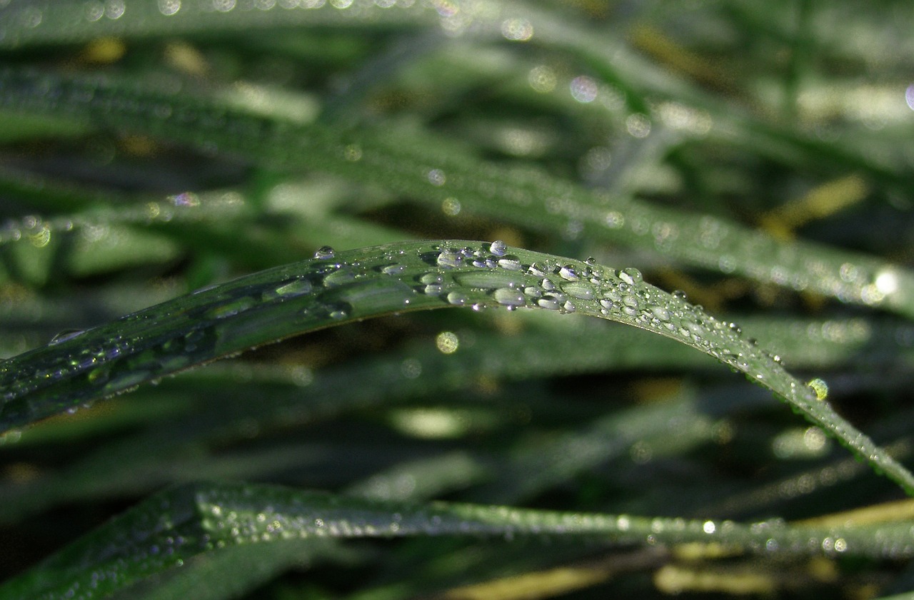 grass rosa drops free photo