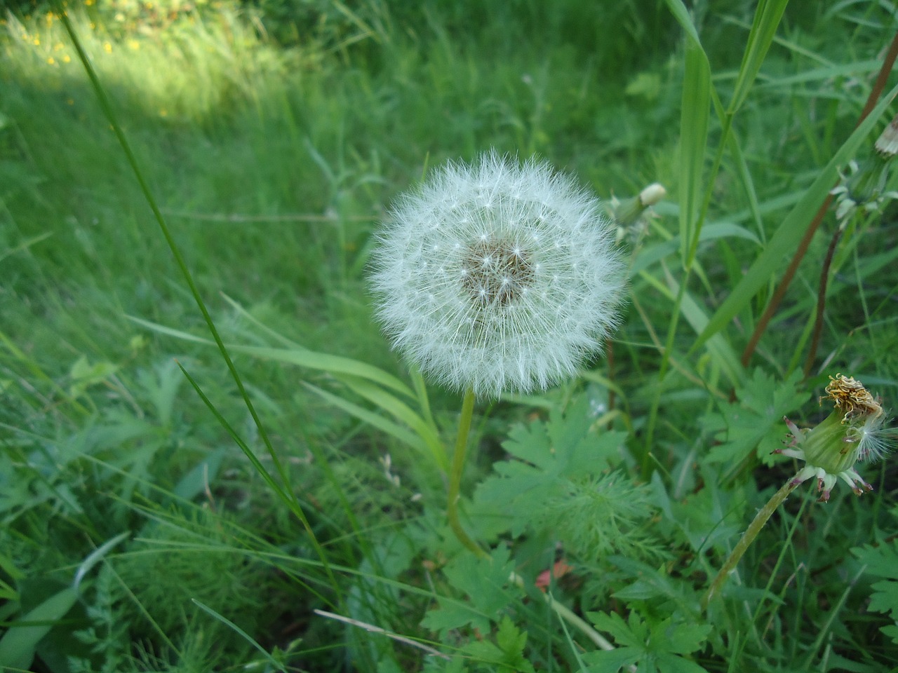 grass dandelion flower free photo