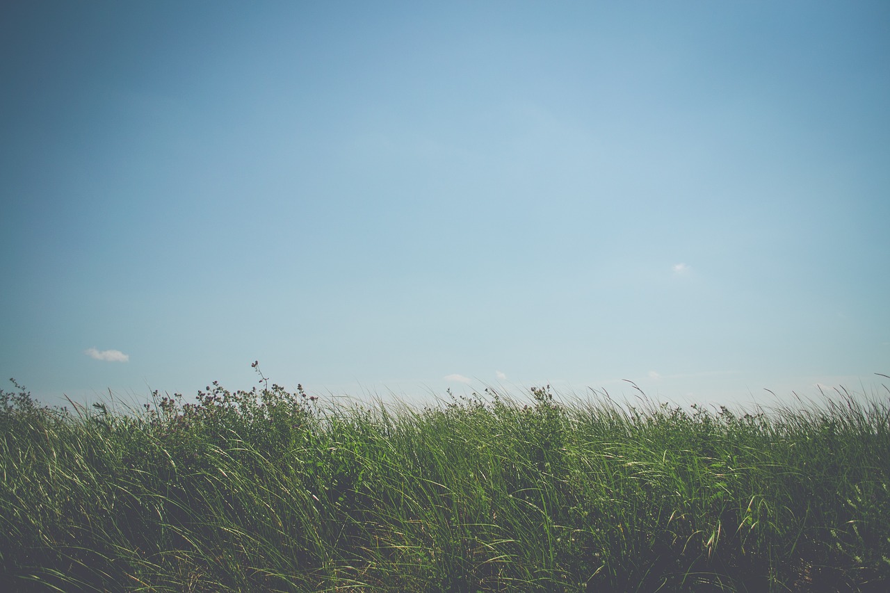 grass sky nature free photo