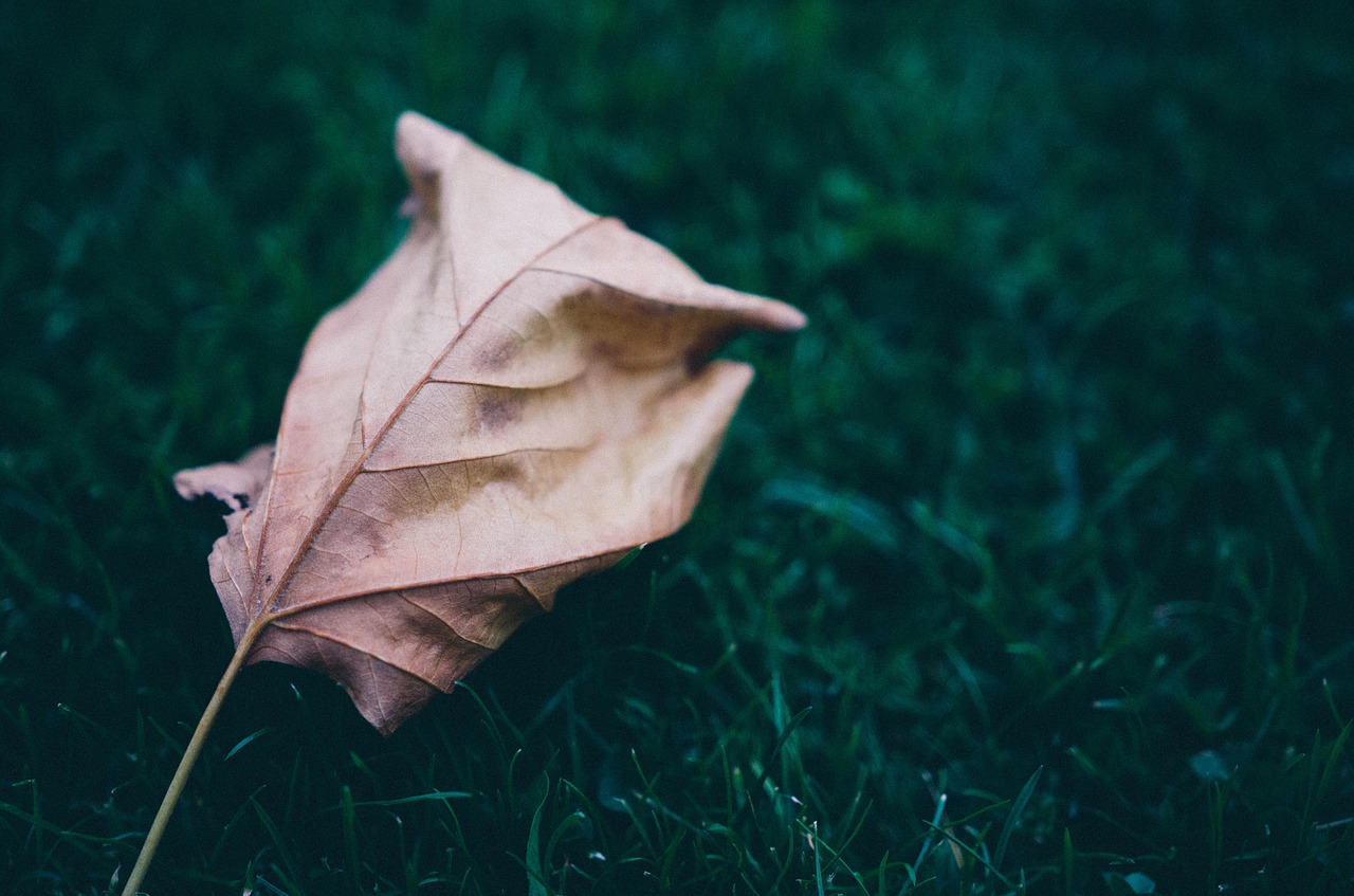 grass leaf leaves free photo