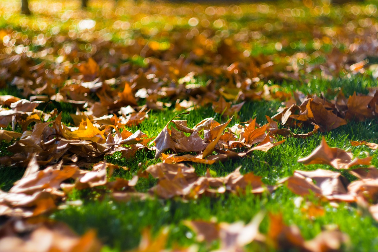 grass leaves autumn free photo