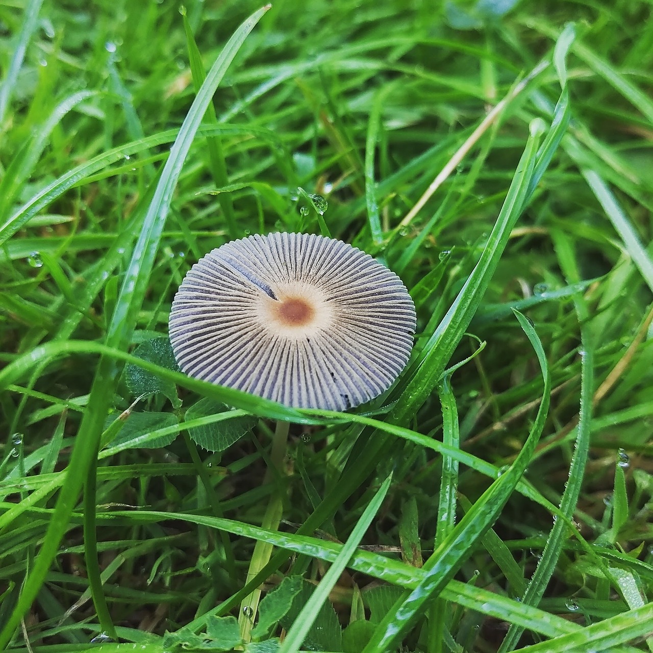 grass dew mushroom free photo