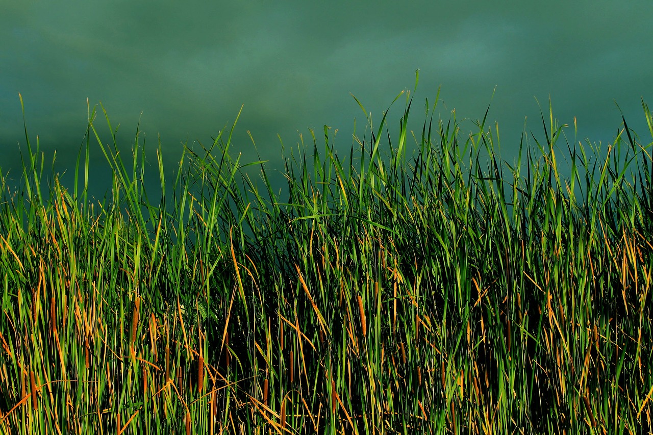 grass typha bulrush free photo