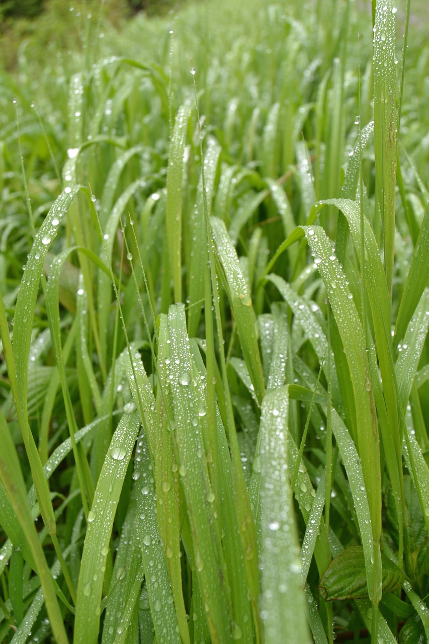 grass grass field droplets free photo