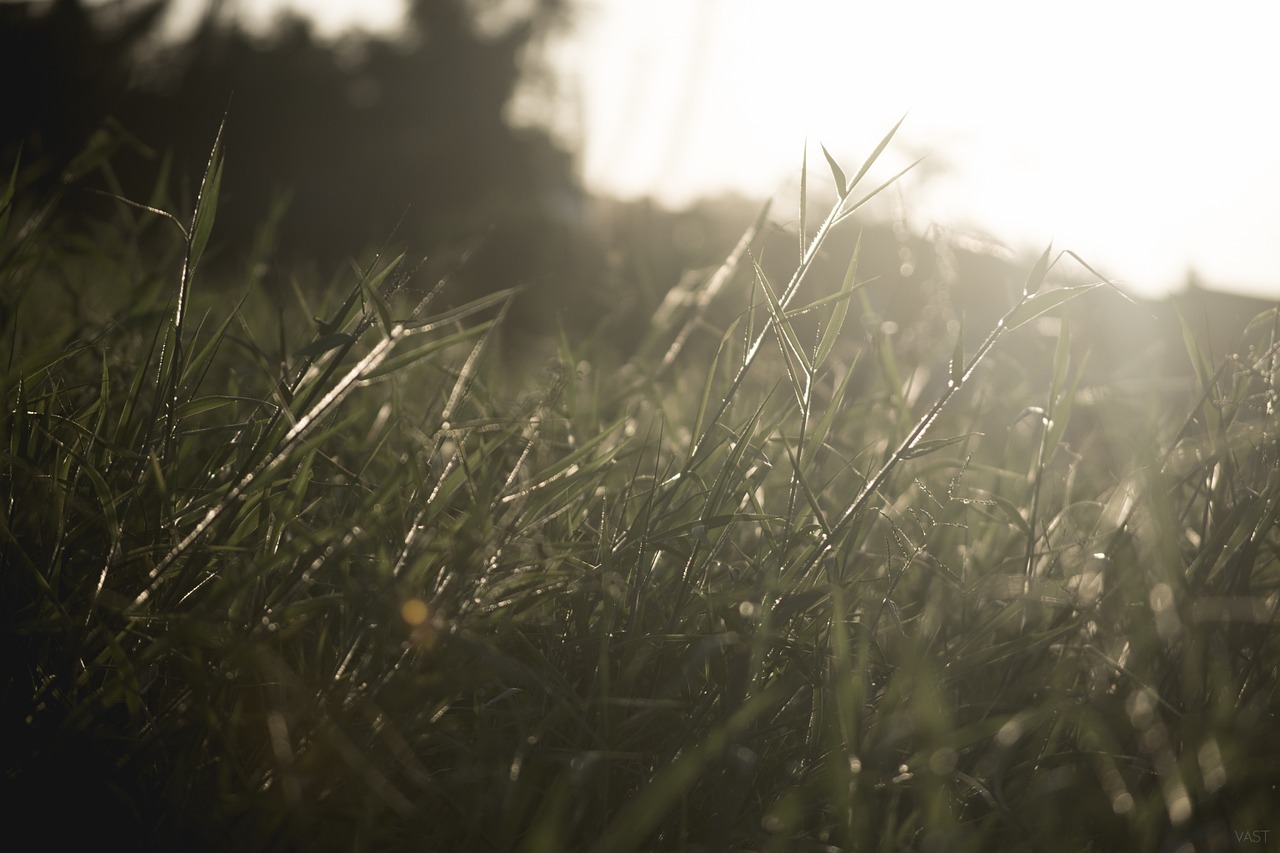 grass green winf free photo