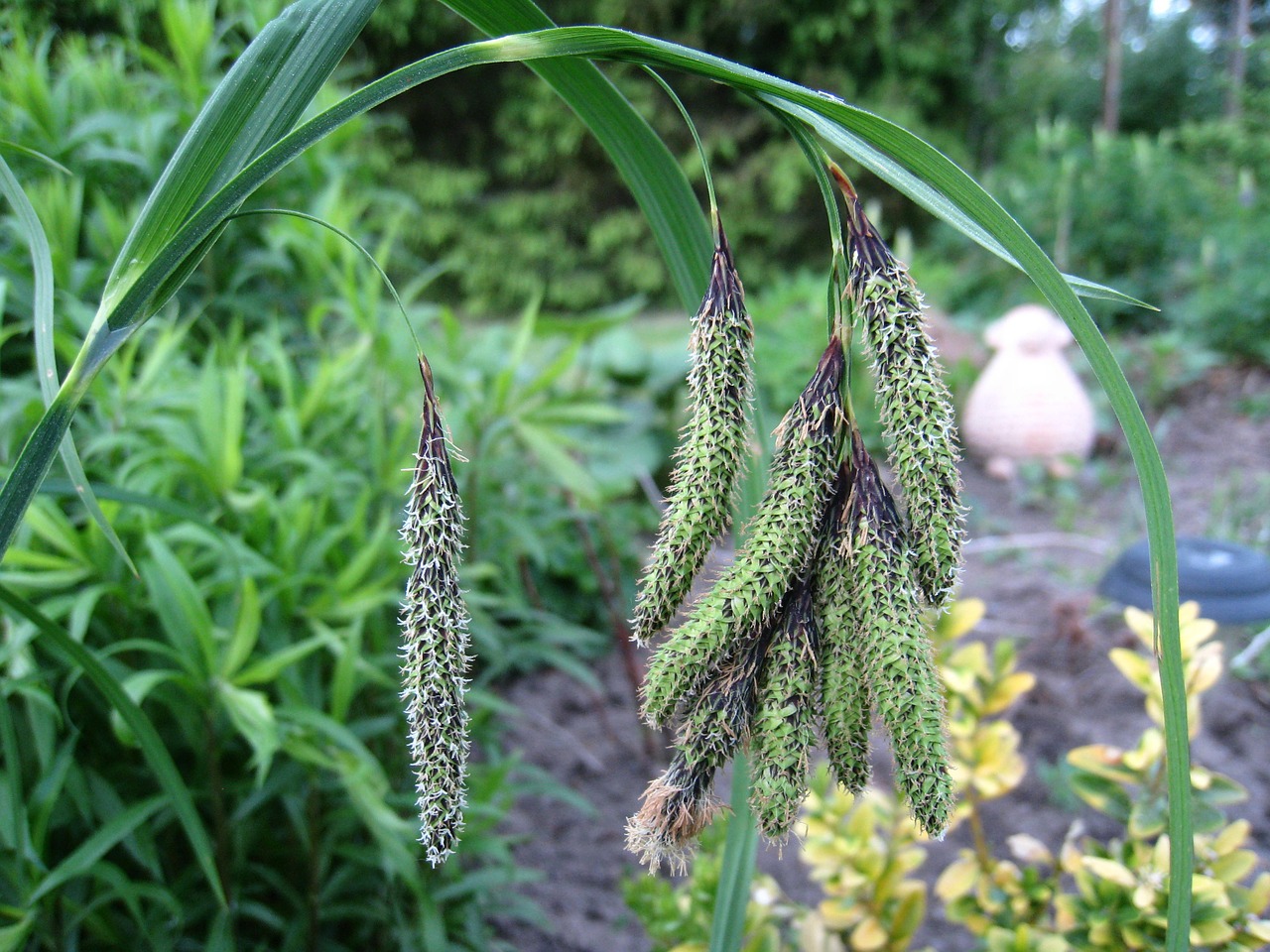 grass plant garden free photo