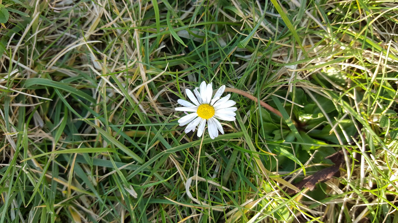 grass daisies sun free photo