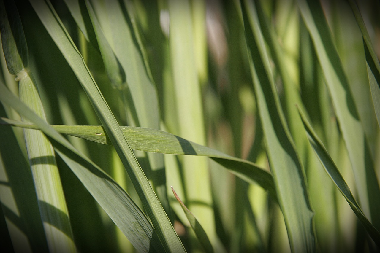 grass green nature free photo