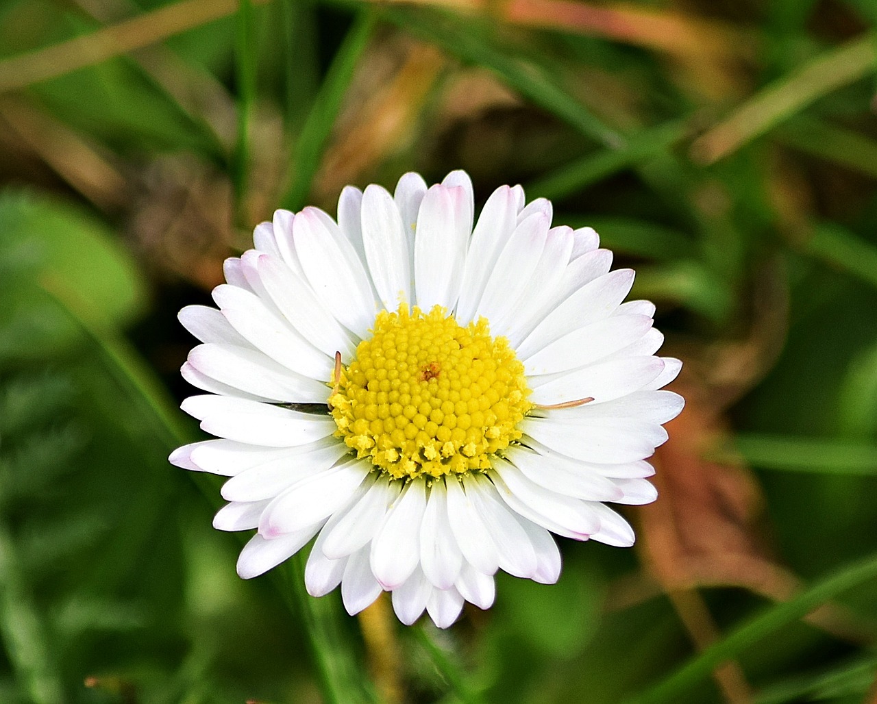 grass nature meadow free photo