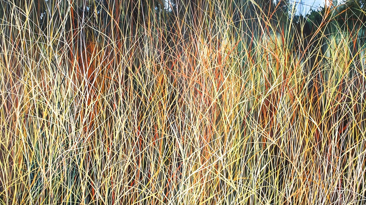 grass colors art free photo