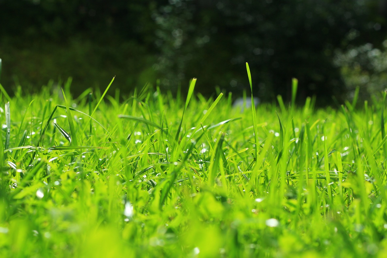 grass green nature free photo