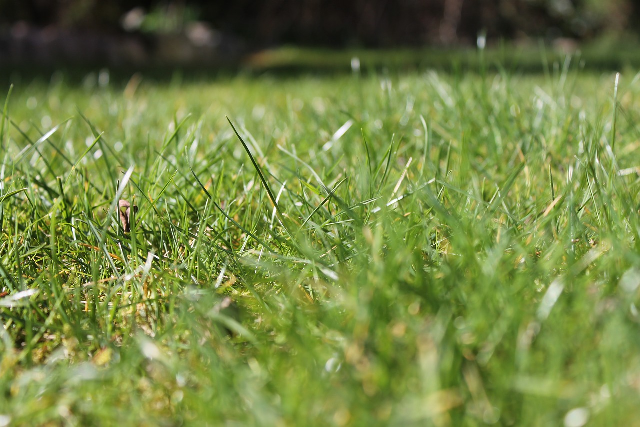 grass green close free photo