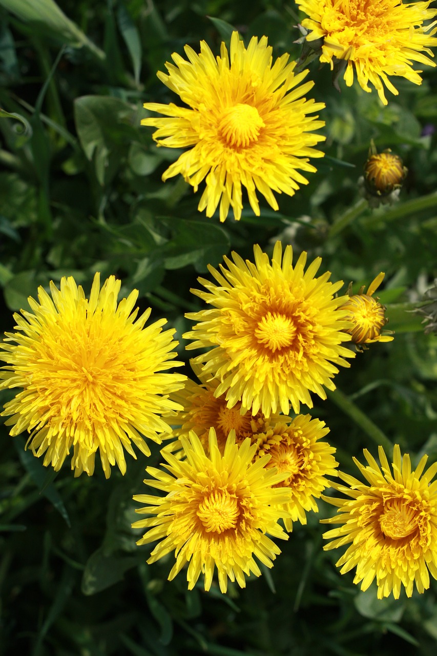 grass flower nature free photo