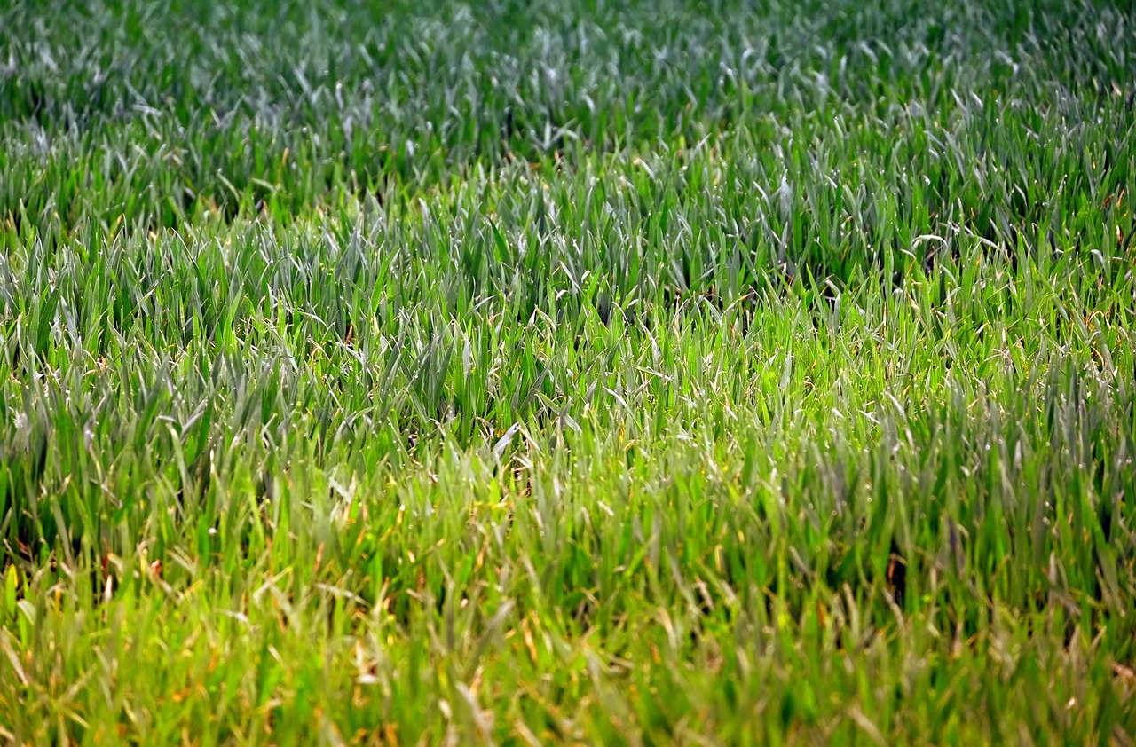 grass meadow grasses free photo